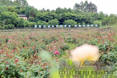 从农旅融合看乡村活力
